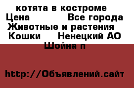 котята в костроме › Цена ­ 2 000 - Все города Животные и растения » Кошки   . Ненецкий АО,Шойна п.